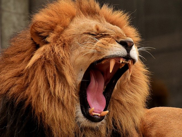 lion roaring