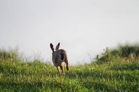 rabbit running away
