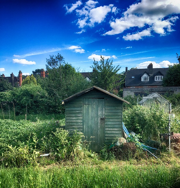 garden shed avoided by people with fear of spiders